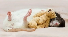 Dying home rat, hogyan kell érteni, jelzi, mit kell tennie a halál után